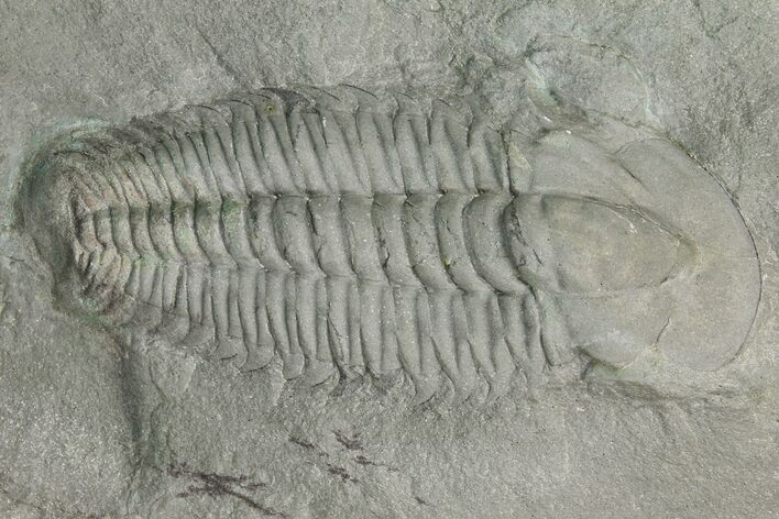 Cambrian Trilobite (Termierella) With Pos/Neg - Issafen, Morocco #170923